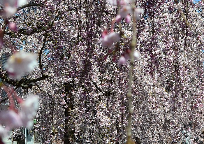 f:id:k9352009:20210414102706j:plain