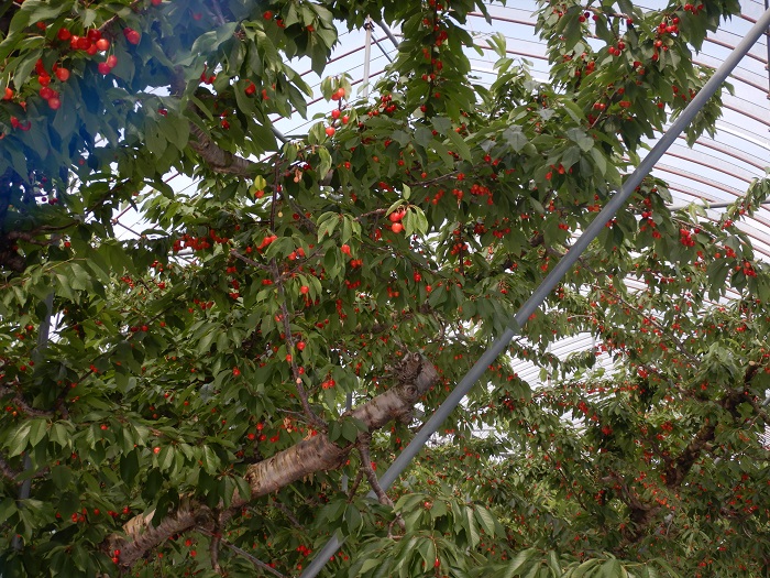 f:id:k9352009:20210614105248j:plain