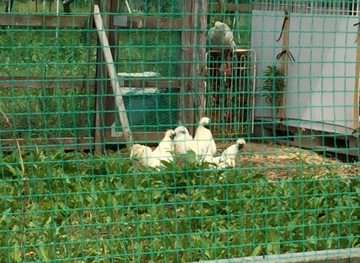 f:id:k9352009:20210614105532j:plain