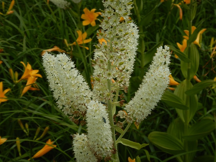 f:id:k9352009:20210711090713j:plain