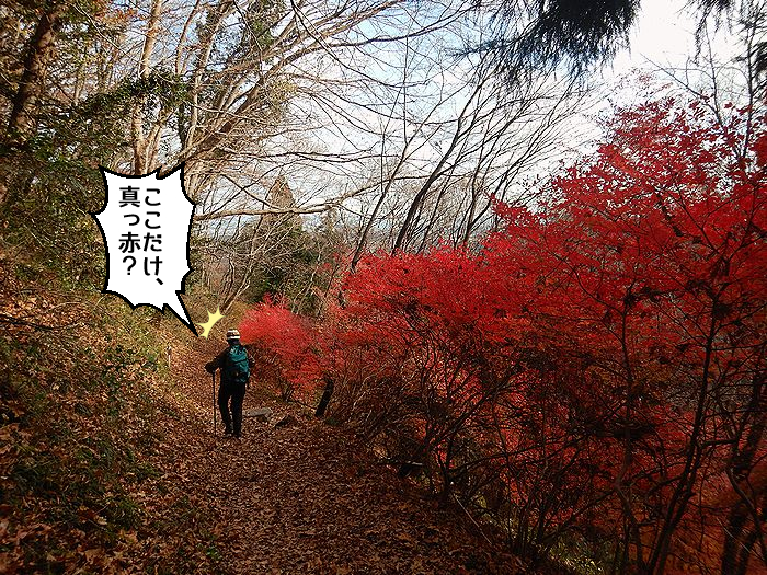 f:id:k9352009:20211210120954j:plain