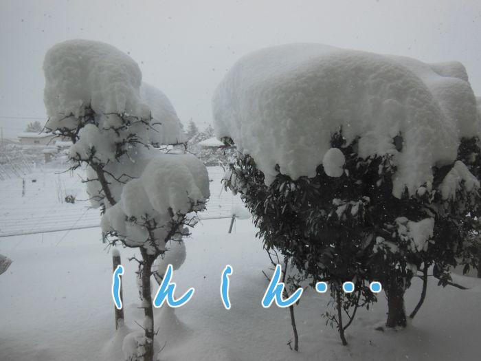 f:id:k9352009:20211228094825j:plain
