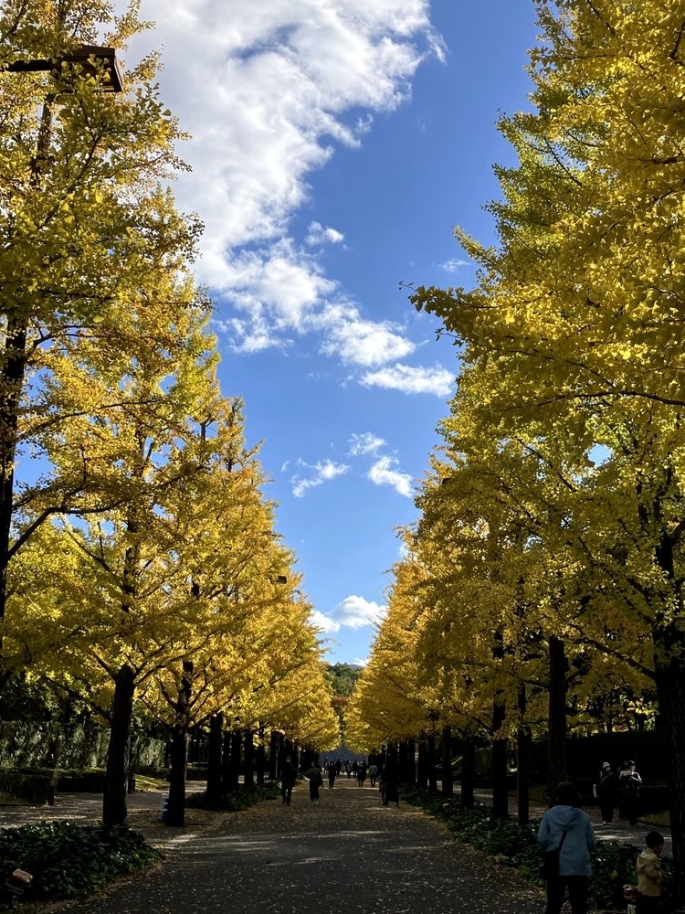 『秋の銀杏並木』 神宮外苑銀杏並木は、今年も見頃を迎えました🍁 平日もとても