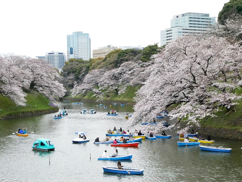 お花見19 桜舞う季節 靖国神社 千鳥ヶ淵 緑道 北の丸公園 外濠公園 東京都千代田区 かっきぃーの雑記帳