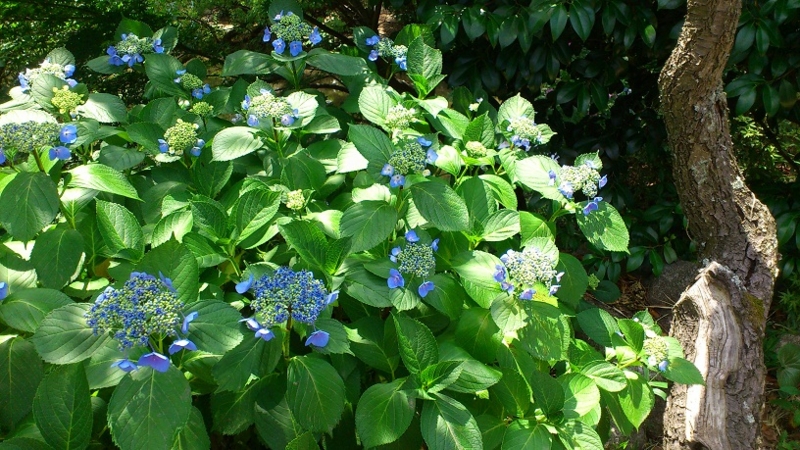 f:id:k_inoue:20120610131456j:image f:id:k_inoue:20120610131456j:image