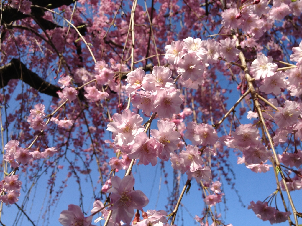 f:id:k_julia:20120412152020j:image