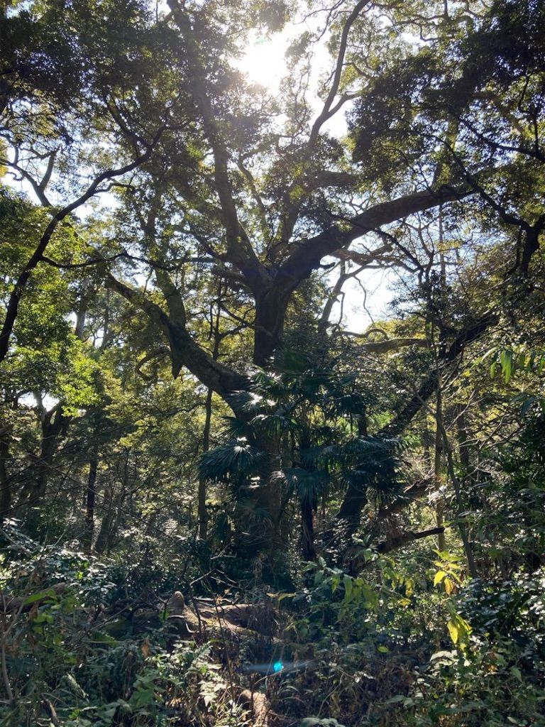 f:id:k_k_azuki:20210119210305j:image f:id:k_k_azuki:20210119210305j:image