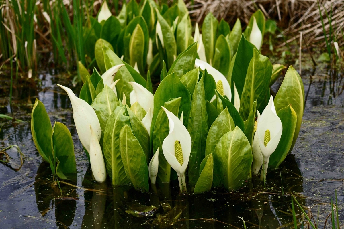 今春の水芭蕉 - 56歳でFIRE！