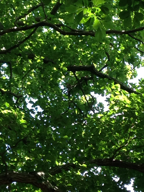 f:id:k_masu:20140524010156j:image:h320
