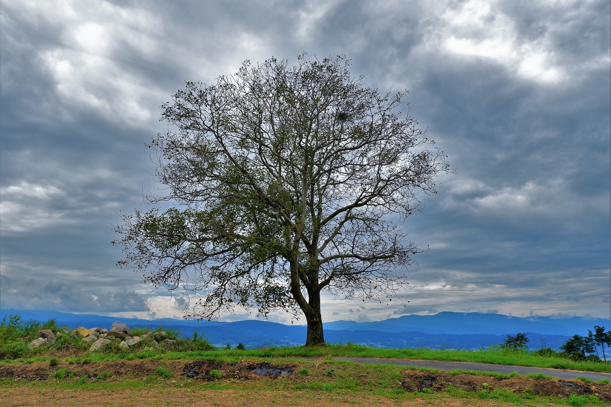 東御市、御牧原台地に立つ一本の胡桃の木 - ドボクなモノを見に行った