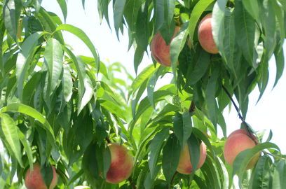 f:id:k_nobukiyo:20120625224504j:image f:id:k_nobukiyo:20120625224504j:image