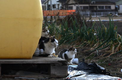 f:id:k_nobukiyo:20121229220550j:image