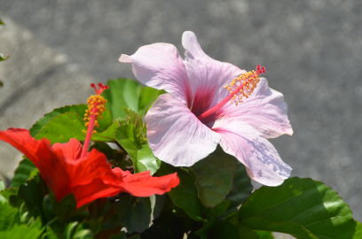 f:id:k_nobukiyo:20130106222105j:image