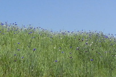 f:id:k_nobukiyo:20130429211917j:image f:id:k_nobukiyo:20130429211917j:image