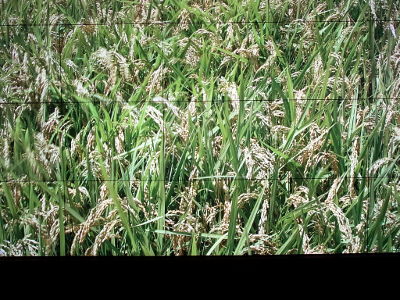 f:id:k_nobukiyo:20131114225355j:image