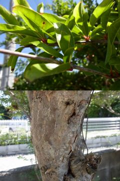 f:id:k_nobukiyo:20141022221139j:image:left f:id:k_nobukiyo:20141022221139j:image:left