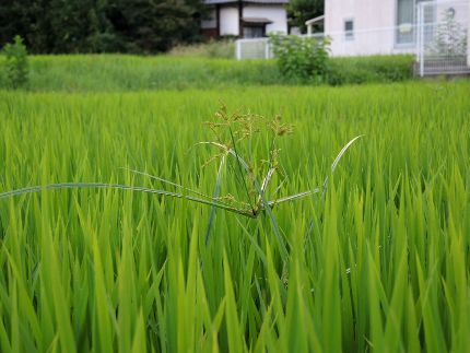 f:id:k_nobukiyo:20160722224628j:image