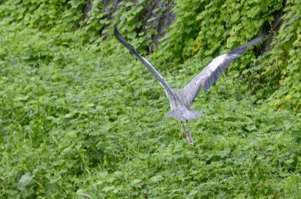 f:id:k_nobukiyo:20160919220718j:image