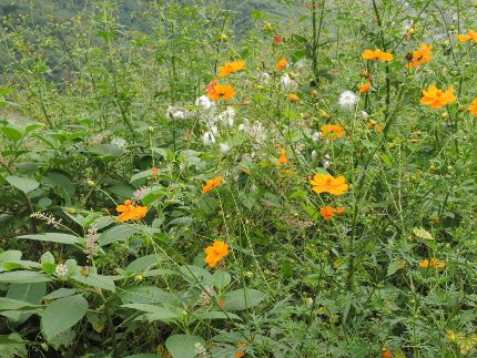 f:id:k_nobukiyo:20161002211721j:image