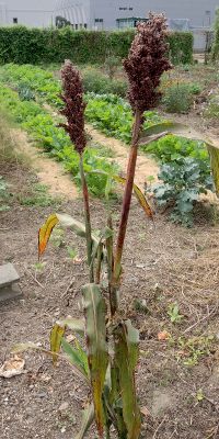 f:id:k_nobukiyo:20161016205835j:image:left