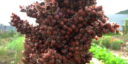 f:id:k_nobukiyo:20161016205919j:image