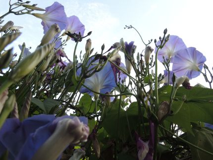 f:id:k_nobukiyo:20161027210312j:image