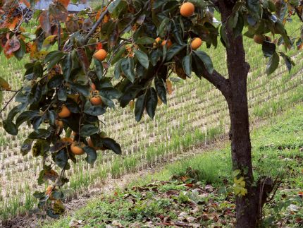 f:id:k_nobukiyo:20161101203843j:image