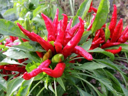 f:id:k_nobukiyo:20161110205221j:image