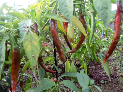 f:id:k_nobukiyo:20161110205310j:image