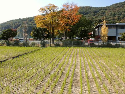 f:id:k_nobukiyo:20171115195152j:image