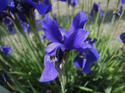 f:id:k_nobukiyo:20180505204953j:image