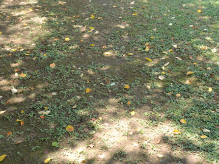 f:id:k_nobukiyo:20180804222343j:image