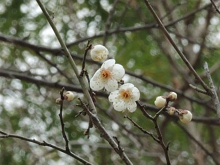 f:id:k_nobukiyo:20190112221552j:image