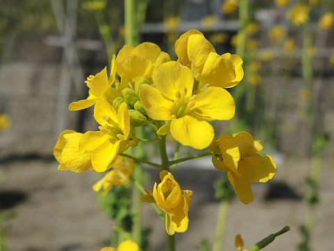 菜の花 - ぴのきよ日記