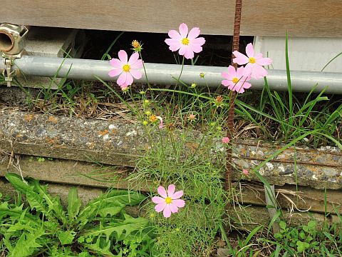 もうコスモス - ぴのきよ日記