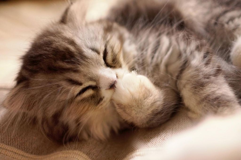 f:id:k_shingu:20160806222036j:plain