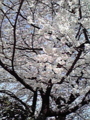 20100405082403