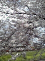 20100405082411