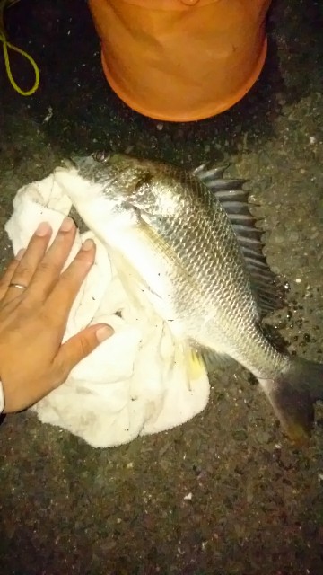 f:id:k_u_r_a_g_e_n:20170903082002j:image f:id:k_u_r_a_g_e_n:20170903082002j:image