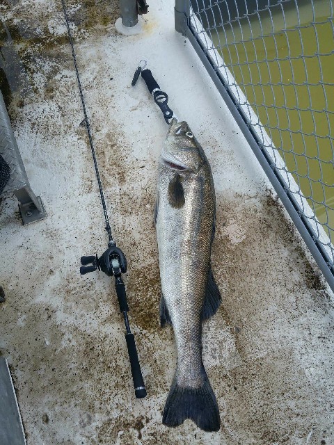 f:id:k_u_r_a_g_e_n:20170919094152j:image