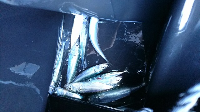 f:id:k_u_r_a_g_e_n:20180609210913j:image