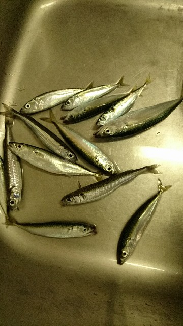 f:id:k_u_r_a_g_e_n:20180609210957j:image