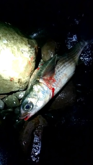 f:id:k_u_r_a_g_e_n:20180724150033j:image f:id:k_u_r_a_g_e_n:20180724150033j:image