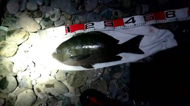 f:id:k_u_r_a_g_e_n:20180724150911j:image f:id:k_u_r_a_g_e_n:20180724150911j:image