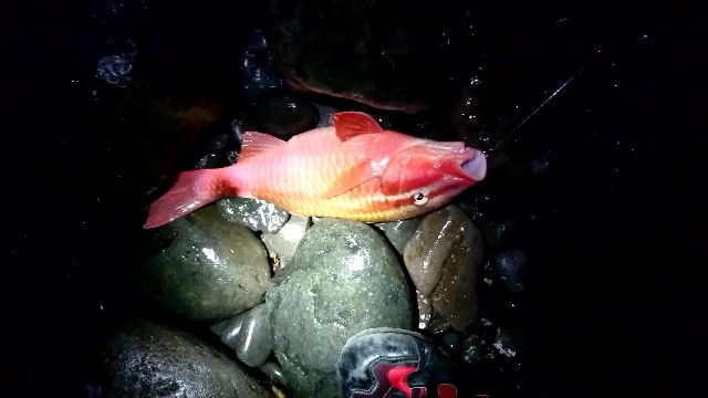 f:id:k_u_r_a_g_e_n:20180724151242j:image f:id:k_u_r_a_g_e_n:20180724151242j:image