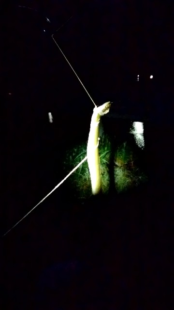 f:id:k_u_r_a_g_e_n:20180803012823j:image