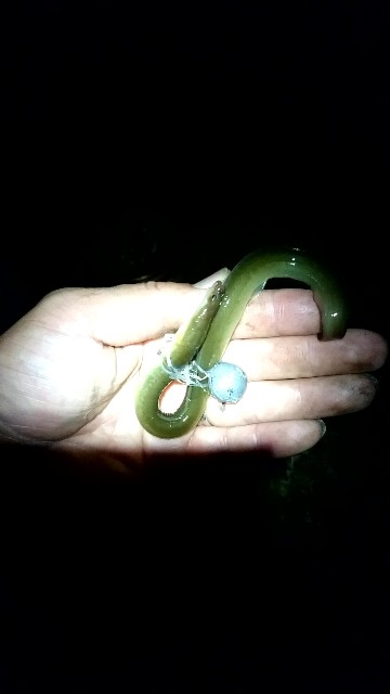 f:id:k_u_r_a_g_e_n:20180803013003j:image