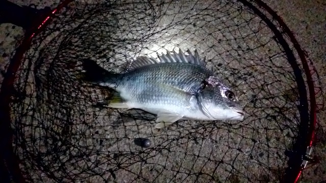 f:id:k_u_r_a_g_e_n:20180901115603j:image f:id:k_u_r_a_g_e_n:20180901115603j:image