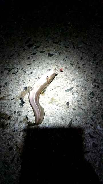 f:id:k_u_r_a_g_e_n:20180901115749j:image f:id:k_u_r_a_g_e_n:20180901115749j:image