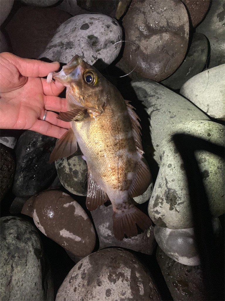 f:id:k_u_r_a_g_e_n:20181209112326j:image